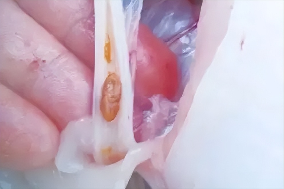 鱼类便秘怎么治疗,鱼塘里的鱼便秘怎么治疗最好