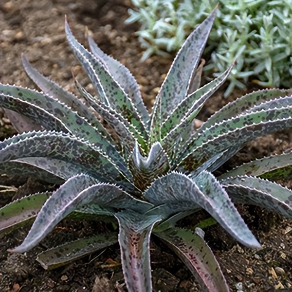 102个大类近500个多肉植物图片，都极其美丽，建议在家中也养一盆