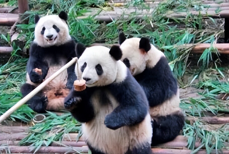 成都到青岛自驾游住宿攻略,成都旅游住宿攻略及费用
