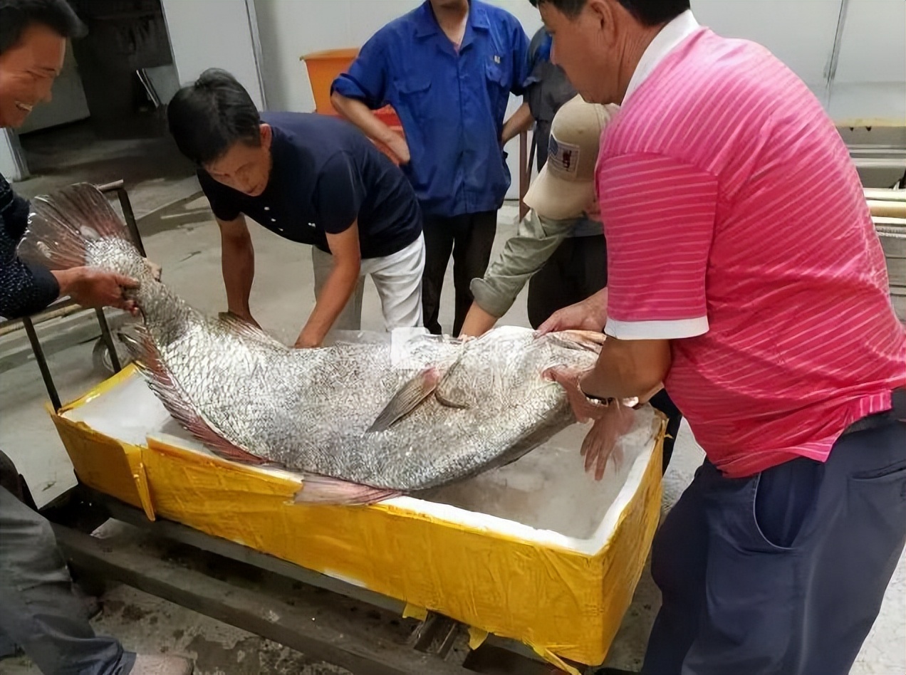 渔民抓到一条百万大鱼,渔民捕到重达几百斤的大鱼
