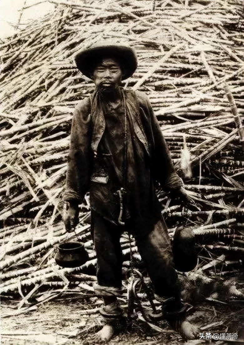 孙俪推荐的祛湿六堡茶,孙俪六堡茶功效与作用