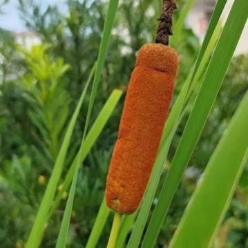 痔疮难忍,痔疮的难言之痛