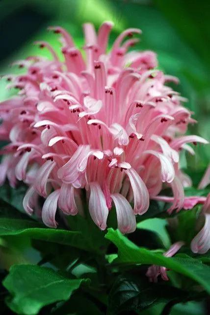 罕见漂亮的鲜花,全球最漂亮的鲜花