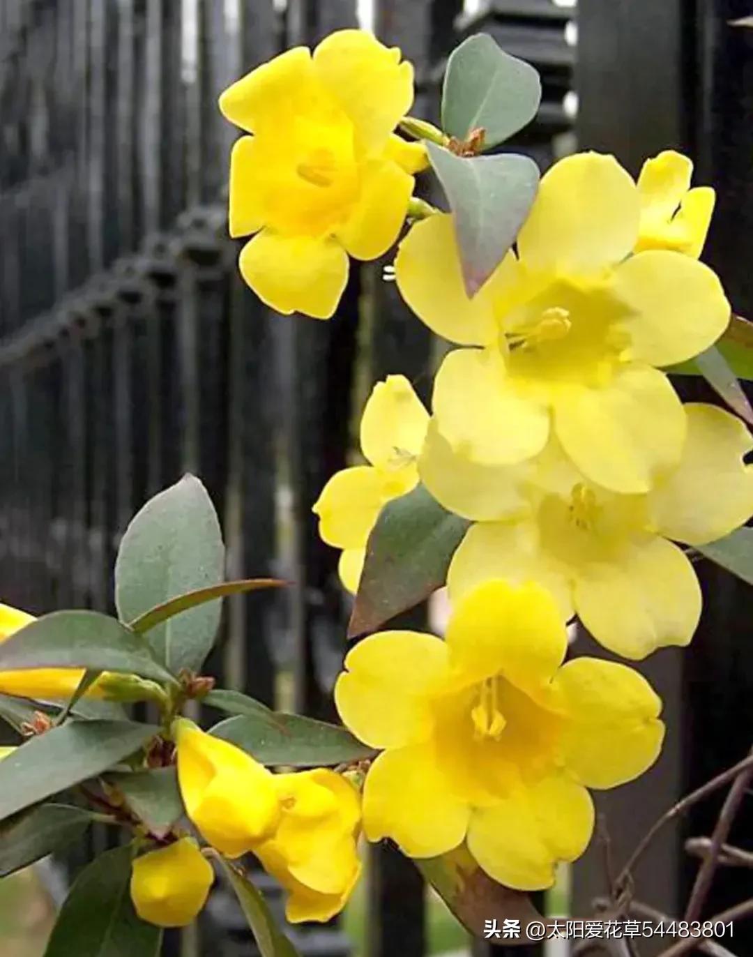 室内不宜养的十种毒花及图片,这四种家养的花有毒别当回事