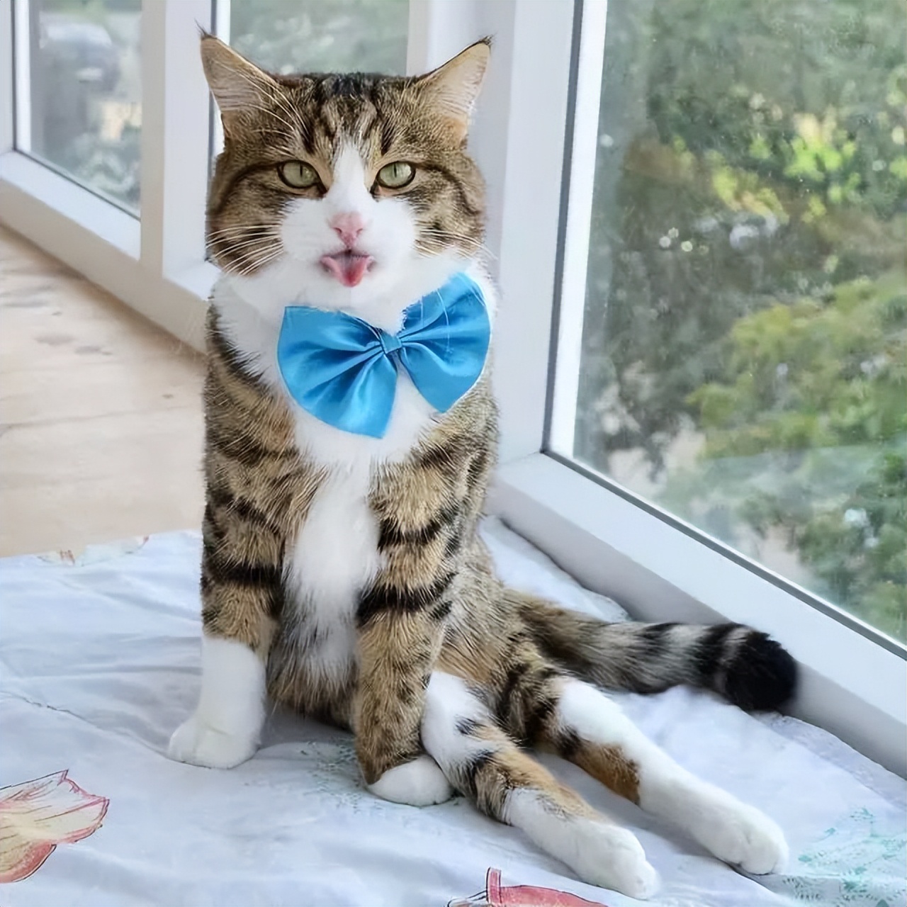 再生气也不能打猫的四个部位,再生气也别打猫的四个部位