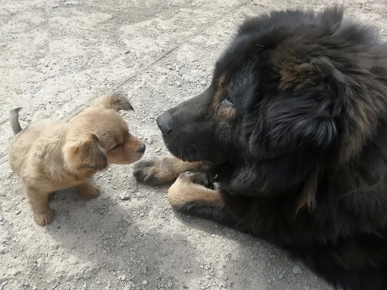 母狗为了保护幼崽视频,母爱如山为了孩子可以付出多少