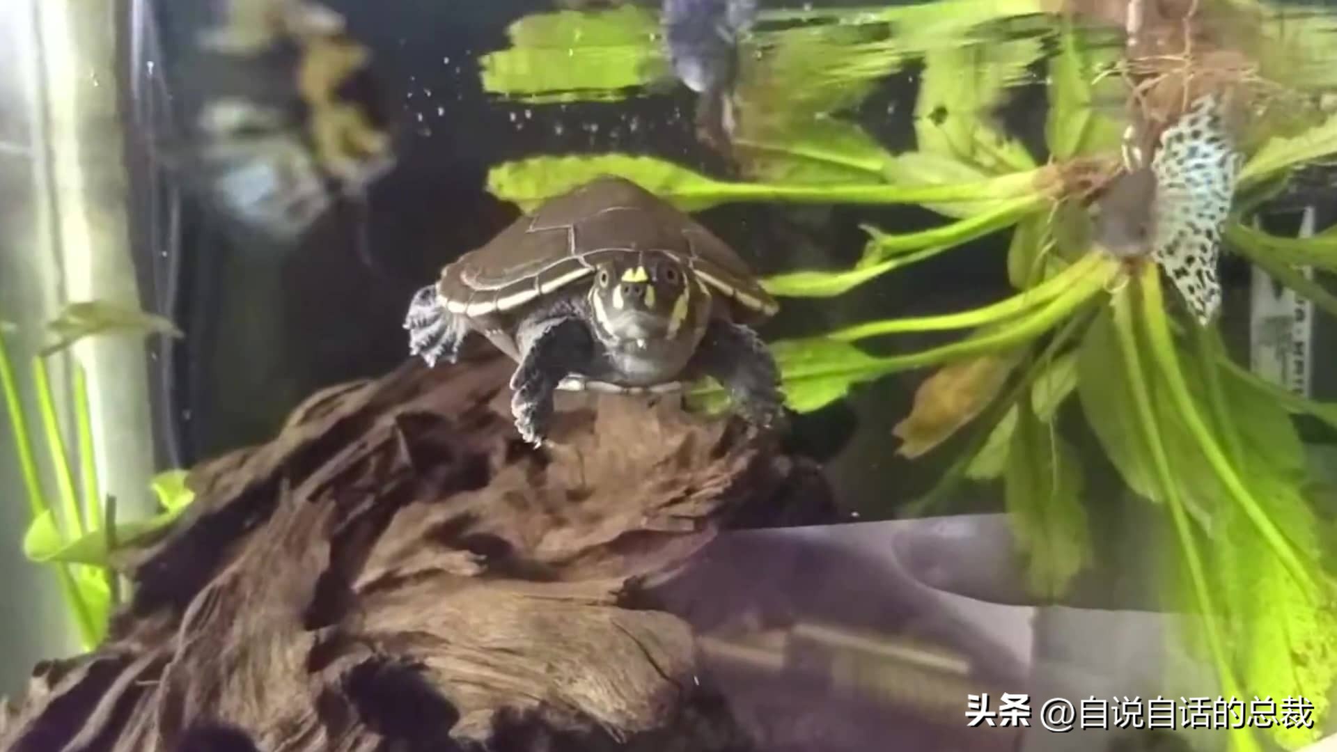 龟蛇大战,龟蛇大战故事