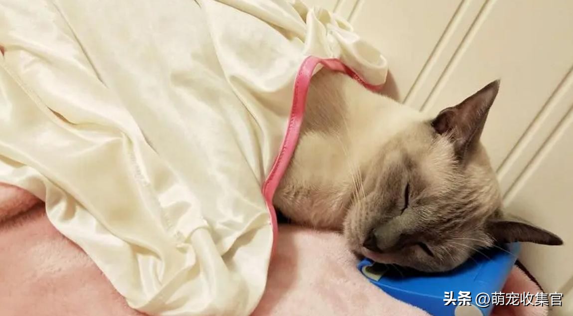 猫咪多少度算发烧?它自己会自愈吗?揭开猫咪的体温之谜!