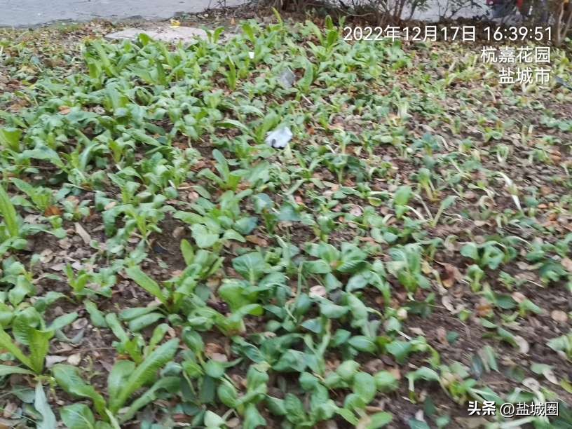 业主控诉小区脏乱,无人管理的小区脏乱差