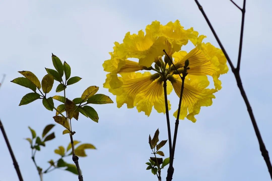 开花植物大全100种,实用分享30款小型开花树种介绍