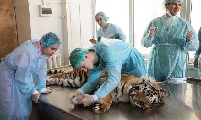 老虎老了会饿死吗,狮子老虎为什么要灭绝