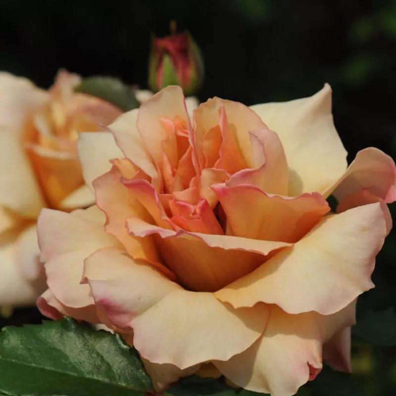 常见切花月季一览（45）