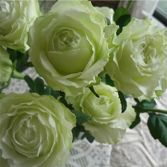 常见切花月季一览（45）