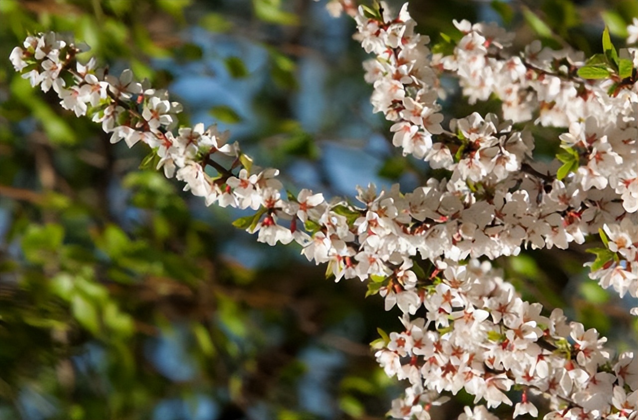 中国特有珍稀树种文冠果,文冠果与油茶果一样吗