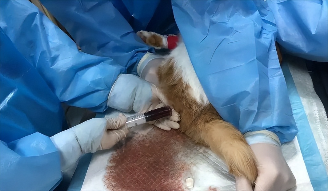 猫咪尿血吃阿莫西林颗粒症状没了,猫咪从楼上摔下来尿血该怎么止血