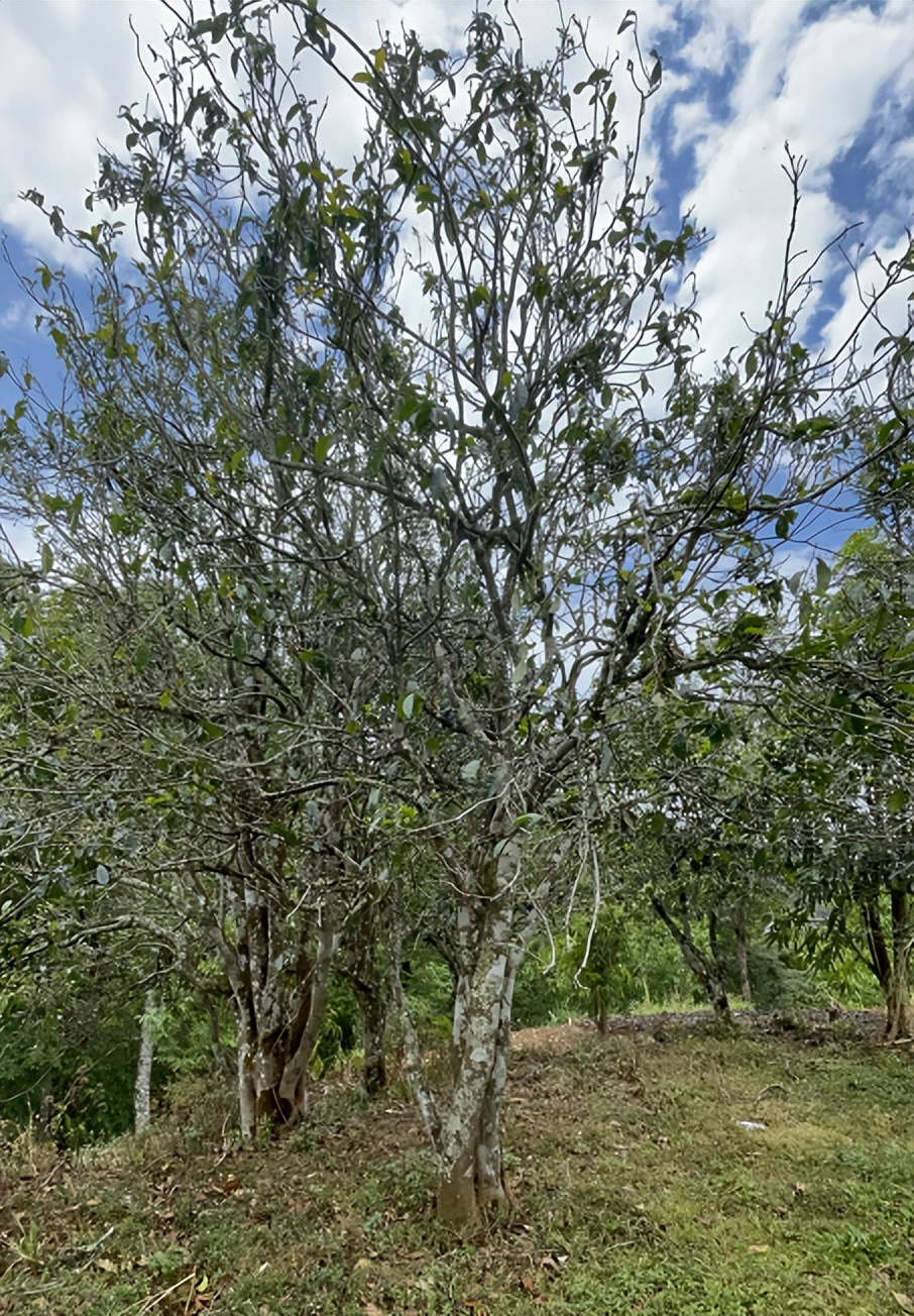 冠军会创始人陈成：人生恰似茶中味，苦涩香甘品自明