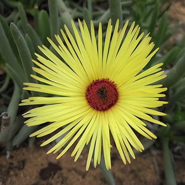 102个大类近500个多肉植物图片，都极其美丽，建议在家中也养一盆