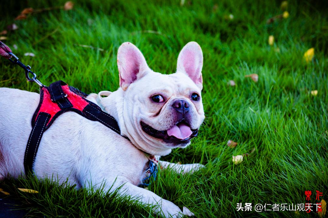 最后的摇曳——只为那绳命的回晃