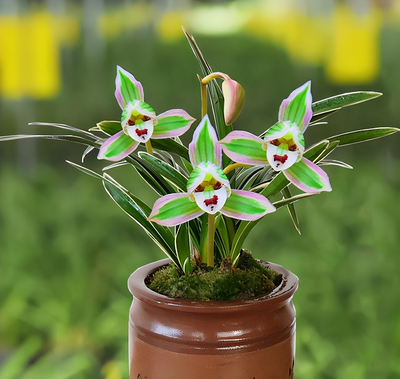 建兰帝王妃为何不上花,建兰帝王妃兰花品种图片