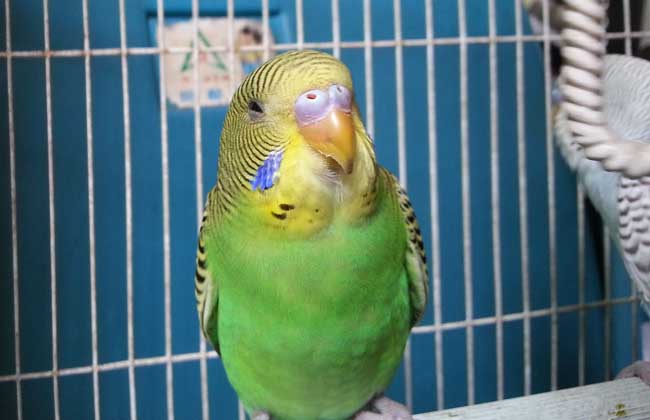 虎皮鹦鹉怎么养不扰民,虎皮鹦鹉怎么养才能养好