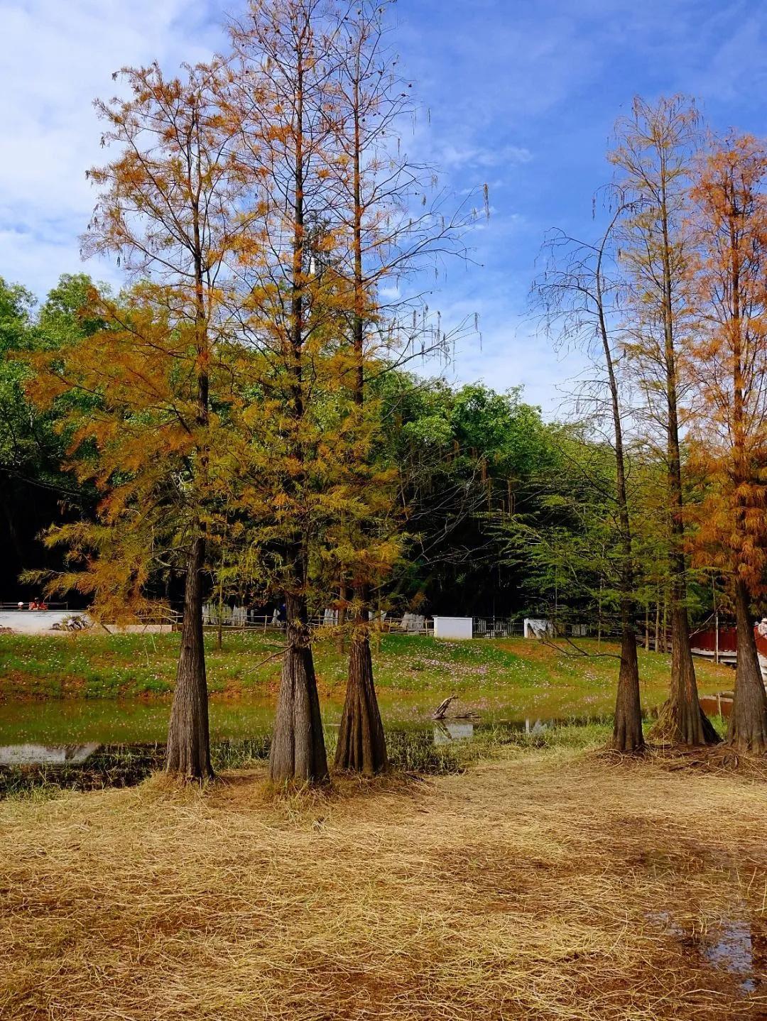 广州市47个免费游玩的地方,广州最适合一日游的57个免费景点