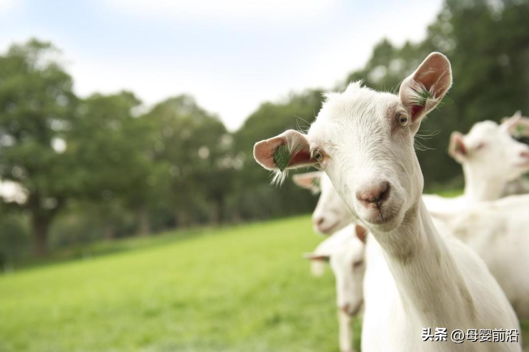 羊奶粉已成为超百亿的品类,羊奶粉市场现状