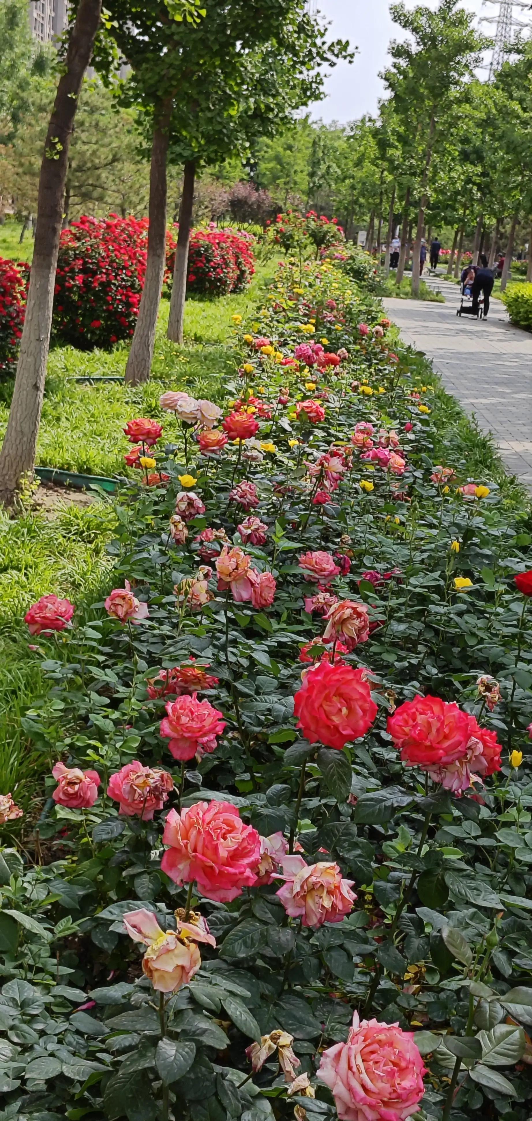 春天的月季花的描写,春天的月季花是什么颜色