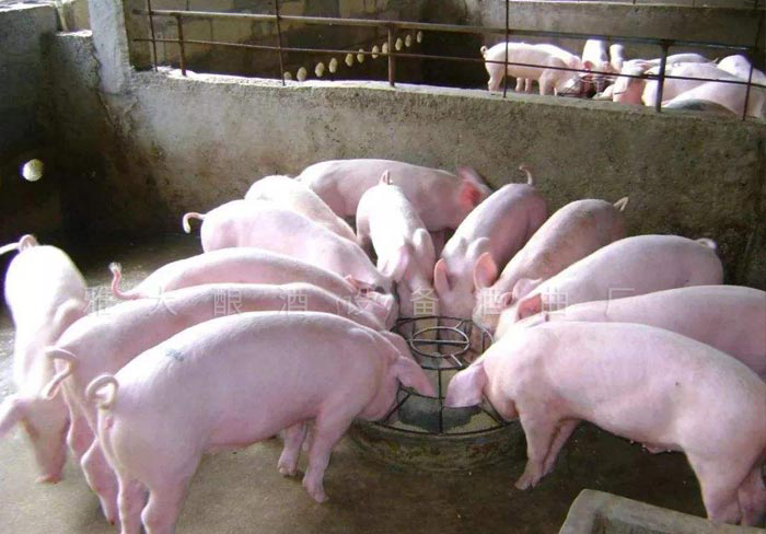 猪价低迷且跌多涨少？试试全自动酿酒设备做酒+养猪新模式