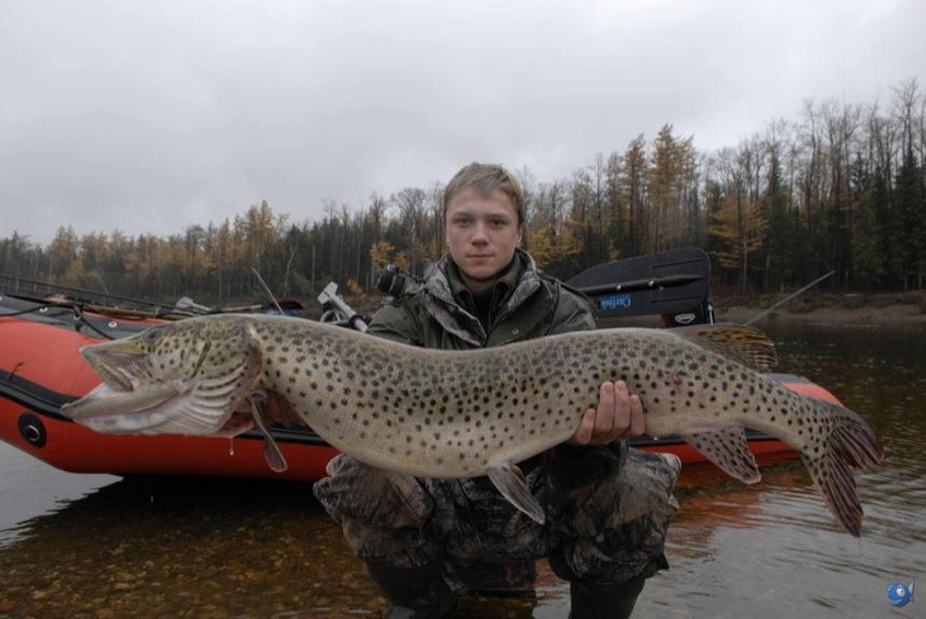 黑龙江鱼类大全名称,黑龙江十大出名鱼排名