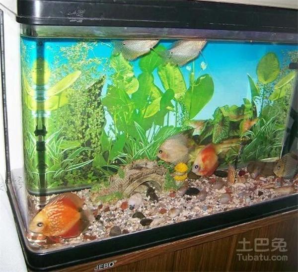 鱼缸里的水老是浑浊是什么原因,硝化细菌多了水变浑浊死鱼