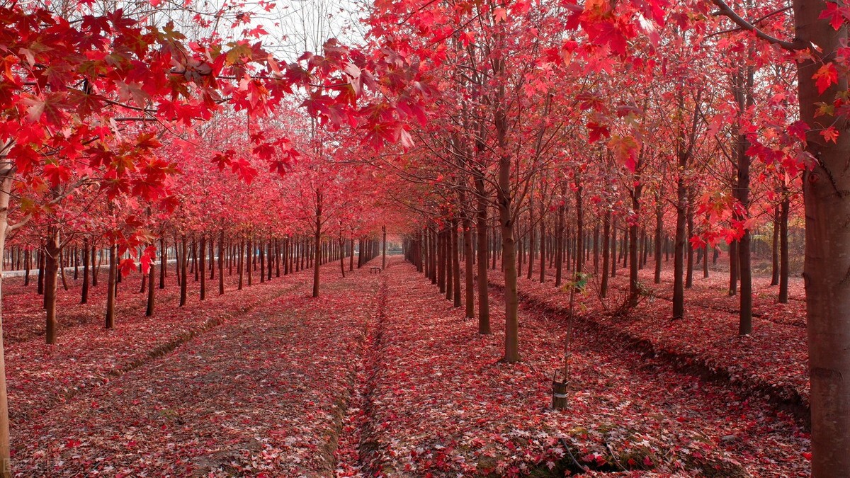 秋日上海好去处,上海秋日风景