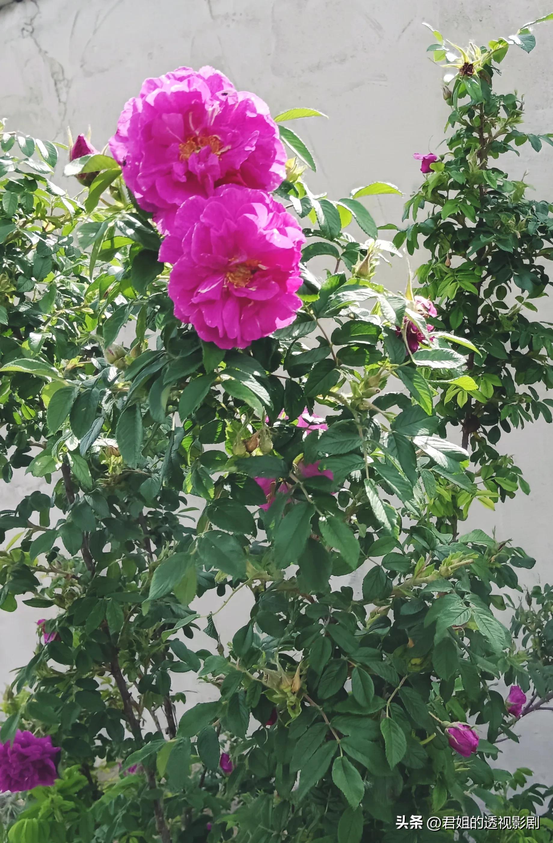 怎样制作玫瑰花糖窍门,玫瑰花糖怎么做的视频