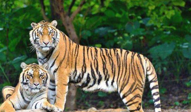 1989年，他发现价值百万的莽山烙铁头，被咬20多次，如今生活怎样