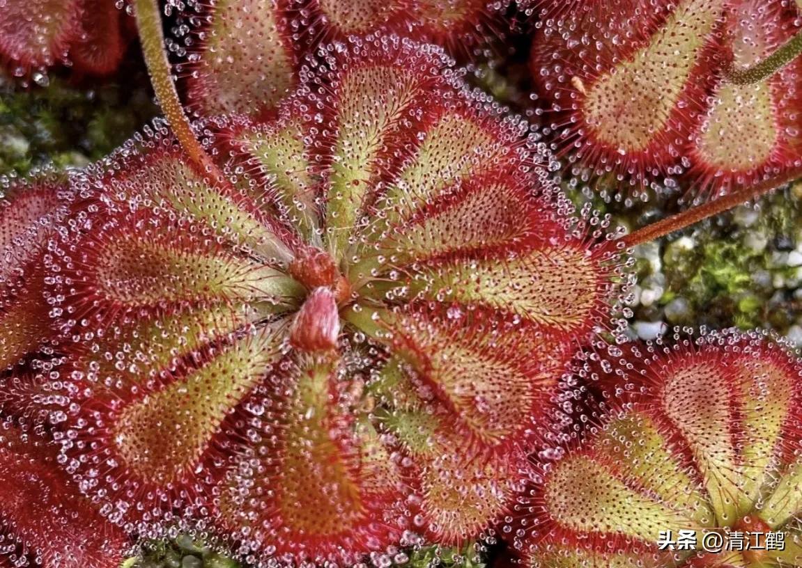有什么推荐的食虫植物,又好看又便宜的食虫植物