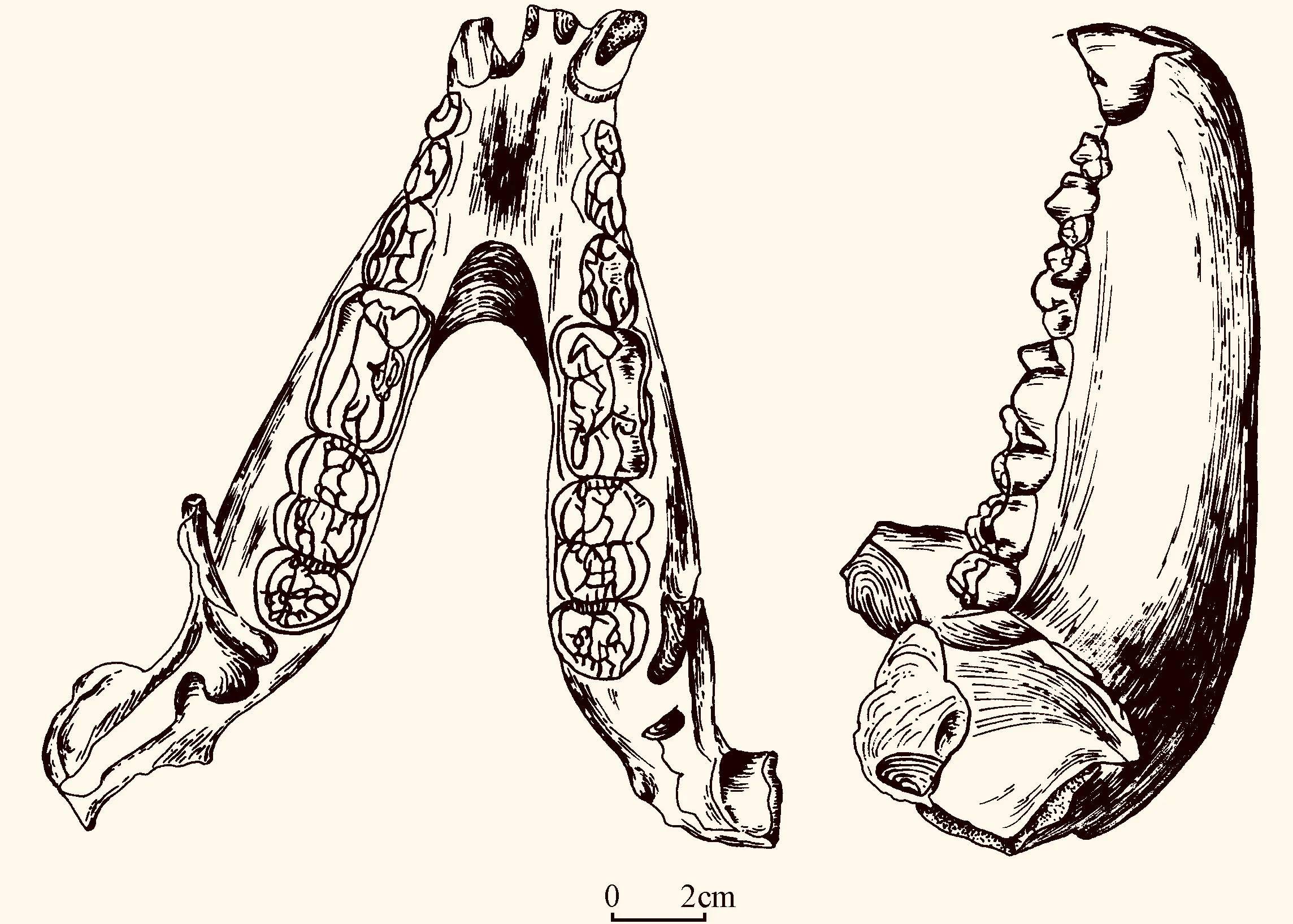 2001年湖北发现用熊猫陪葬的4000年古墓，这史前墓葬究竟是谁的？