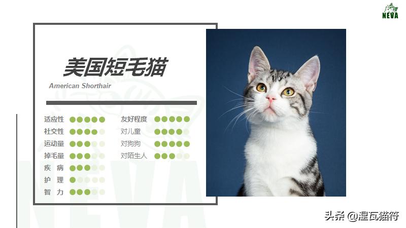 美短棕虎斑成年猫多少钱,美短虎斑猫有白毛领