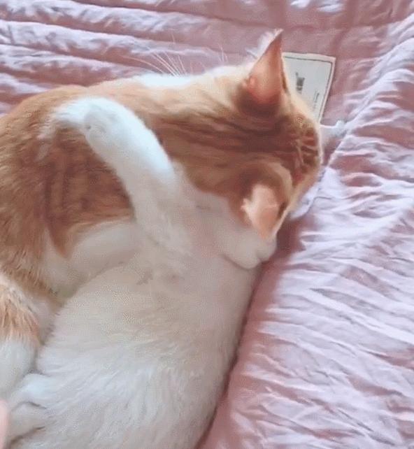 为什么不能强行分开猫咪,为什么猫咪配对时被打断