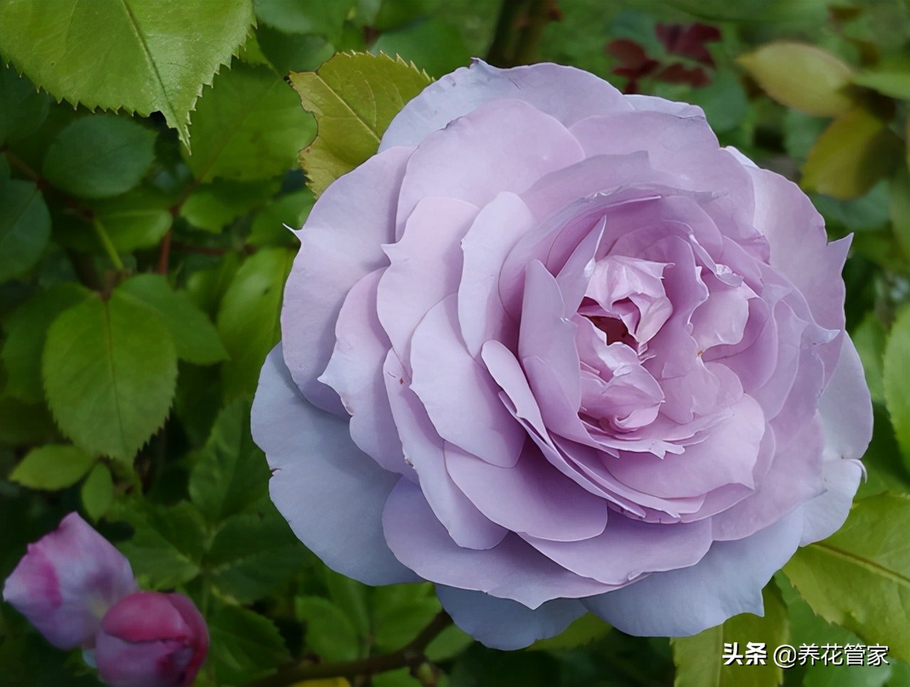 哪种紫色的月季最好看,蓝紫色的月季有哪些