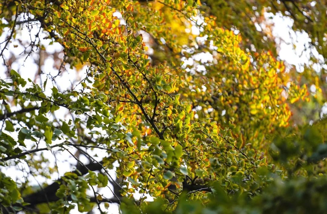 每一片银杏都不会辜负秋天,银杏从来不负秋原唱