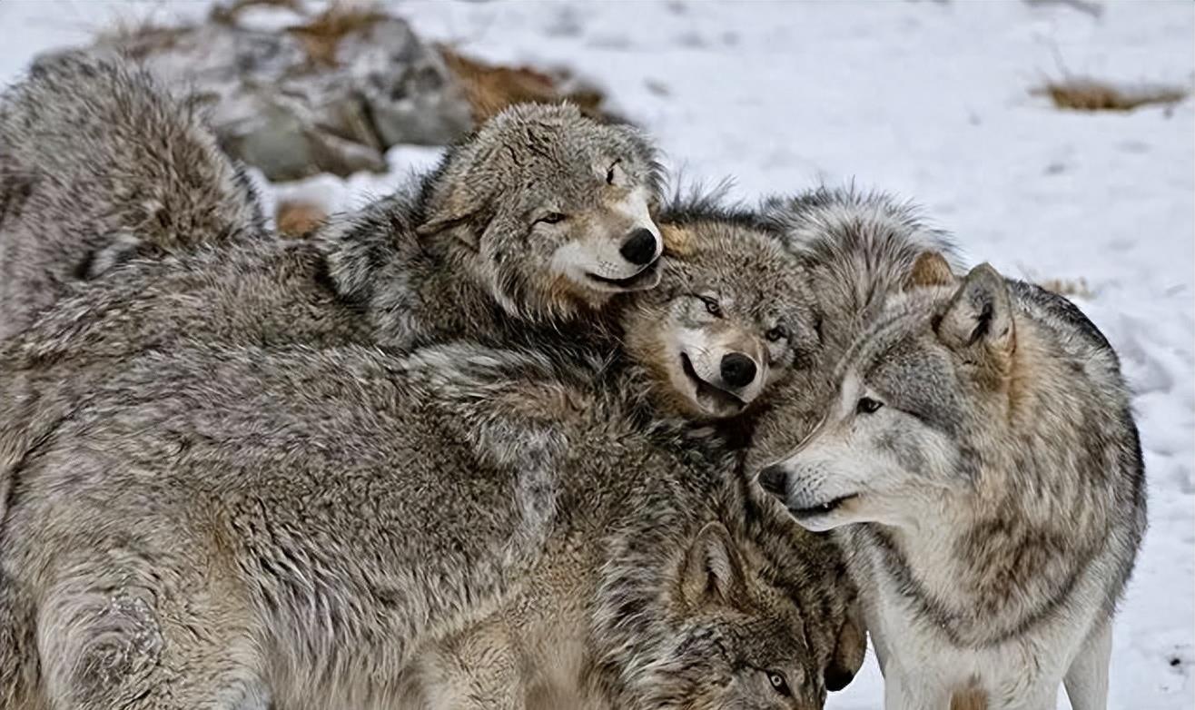 狼群中只有狼妻才可以繁殖后代吗,狼群里面只有狼王才可以配合吗