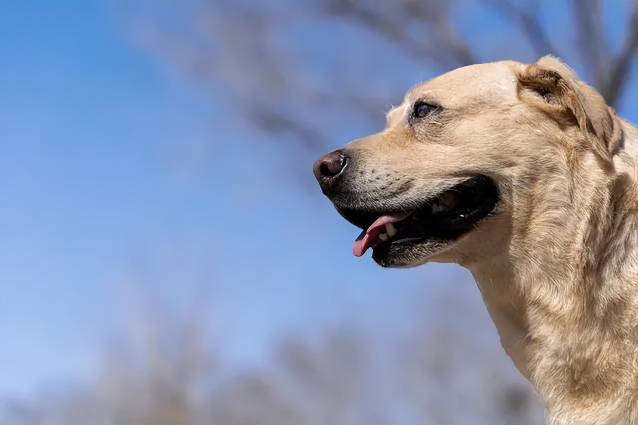 拉布拉多怎么避免肥胖,养一只拉布拉多一个月花多少钱