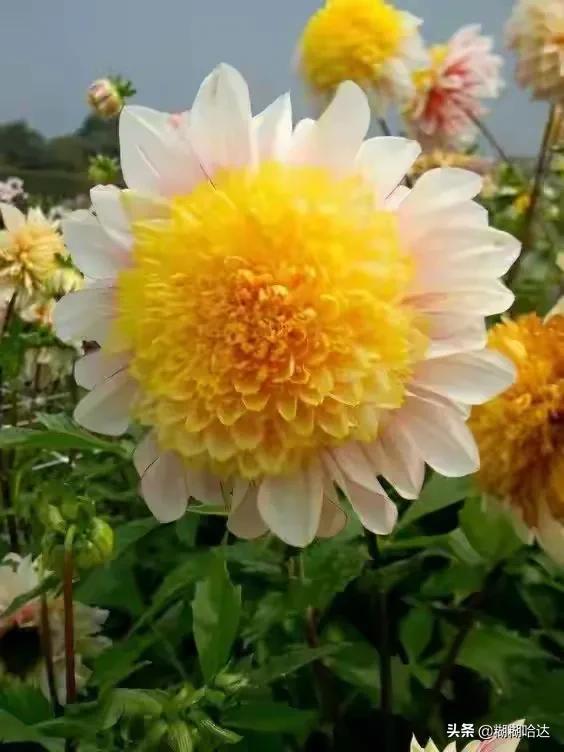 赏心悦目的花朵，风采万千，千姿百态，魅力无限，太美了
