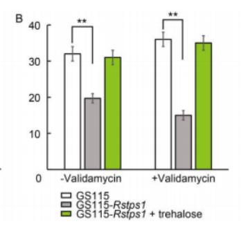 海藻糖代谢,海藻糖对植物抗逆性的作用