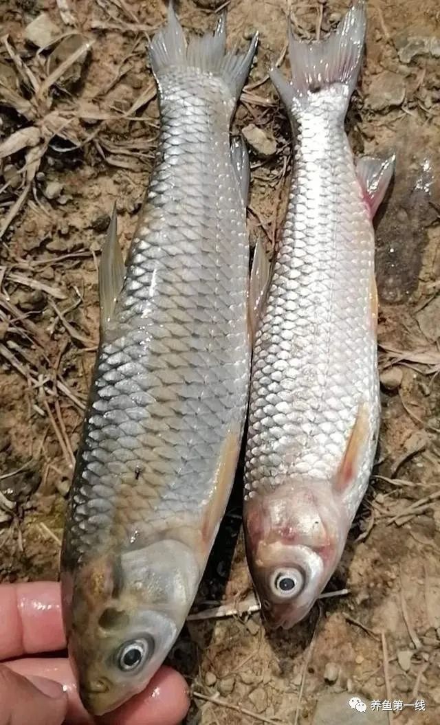 鱼类败血症病原,鱼类细菌性败血症