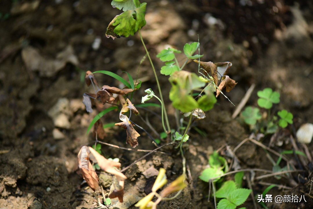 看到你的花园那么惨，我就安心了|园丁
