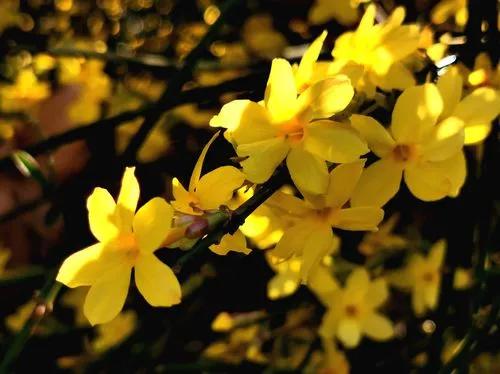 春天的美文,经典优美散文迎春