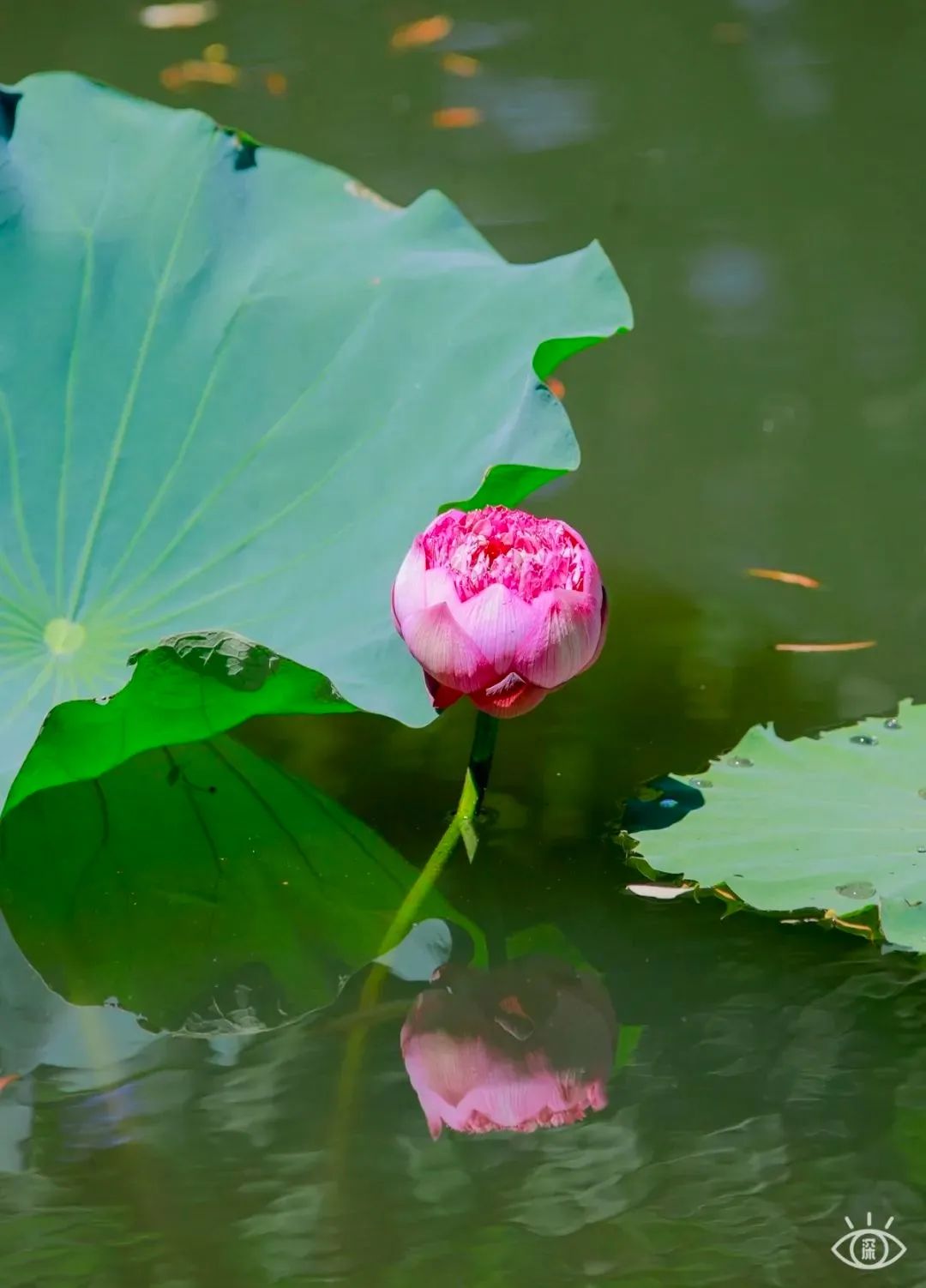 深圳10条入门登山线路推荐,深圳十大山峰最新登山攻略