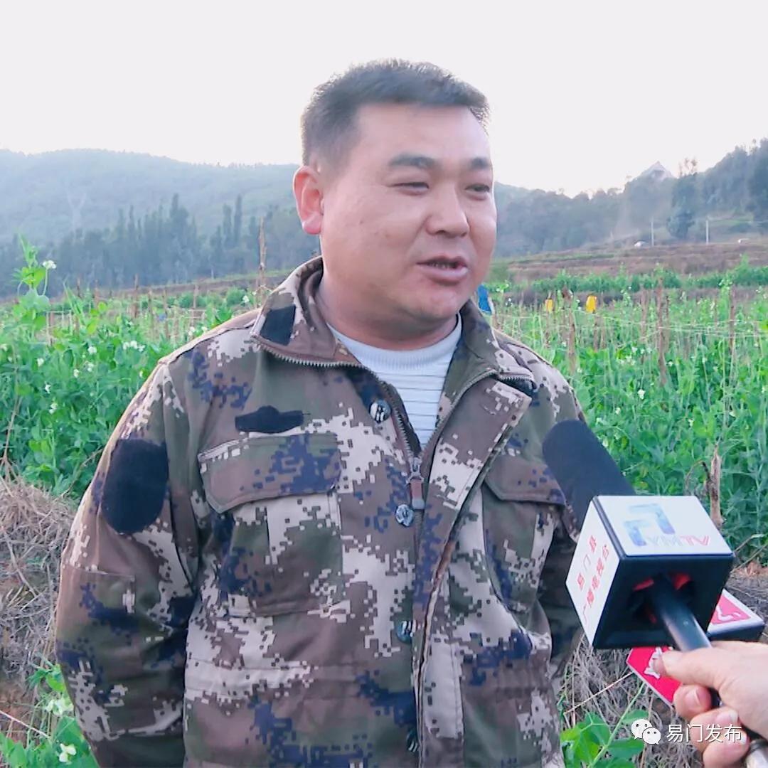 易门豌豆种子,易门种植专用农业产品