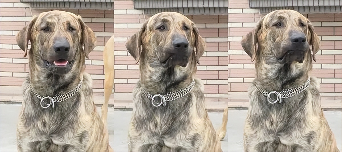 狗子一看主人没带它着急说人话,狗子一出门就激动不听指令