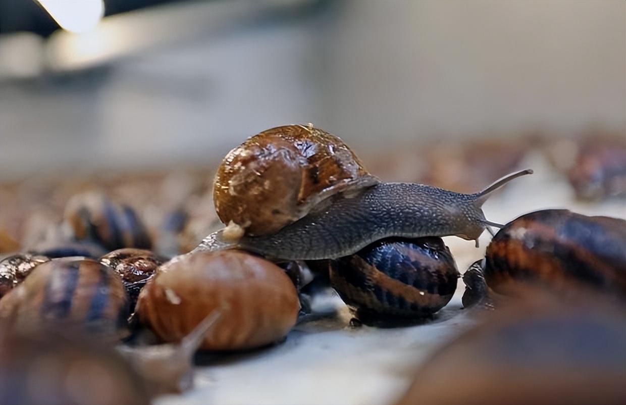 蜗牛可以做花肥吗,蜗牛做美容产品